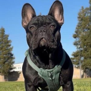 Meet your Posher, Alfonso